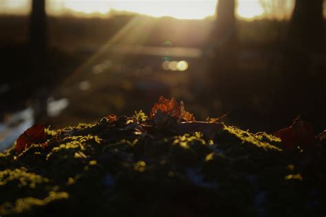 Wallpaper Sunlight Leaves Sunset Night Tree Stump Nature