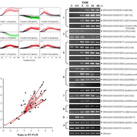 Expression Pattern Of Cold Salt And Drought Responsive Genes