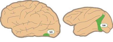 Visual Cortical Area V4 [image] Eurekalert Science News Releases