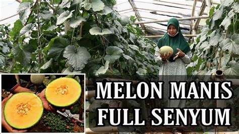 Menanam Melon Di Dalam Greenhouse Buahnya Besar Dan Manis Youtube