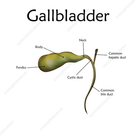 Human Gallbladder Illustration Stock Image F0224180 Science