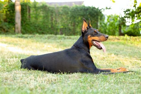 Doberman Tail Docking Heres Everything You Need To Know