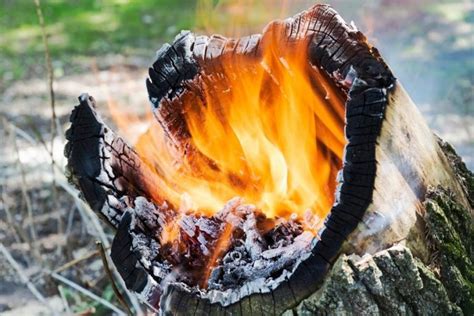 How To Burn A Tree Stump An In Depth Guide The Stumpers