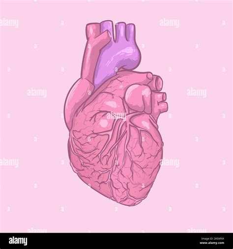 Anatomia Del Cuore Immagini Vettoriali Stock Alamy