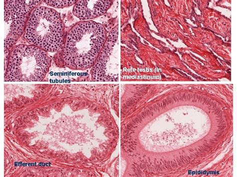 Male Reproductive System Laboratory Orientation Male Genitalia Testis