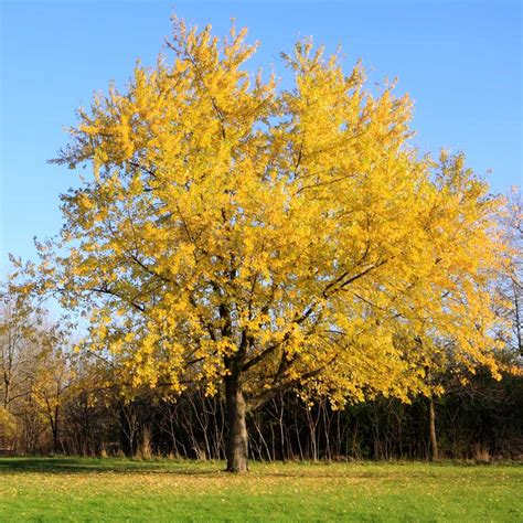 Silver Maple Trees For Sale