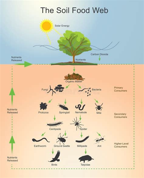 The Soil Food Web Stock Illustration Illustration Of Insect 83393795