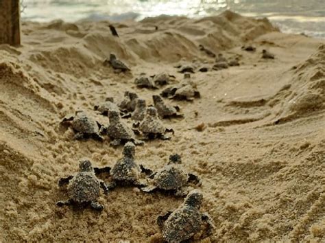 Quase Filhotes De Tartaruga Marinha Nascem Na Costa De Paulista