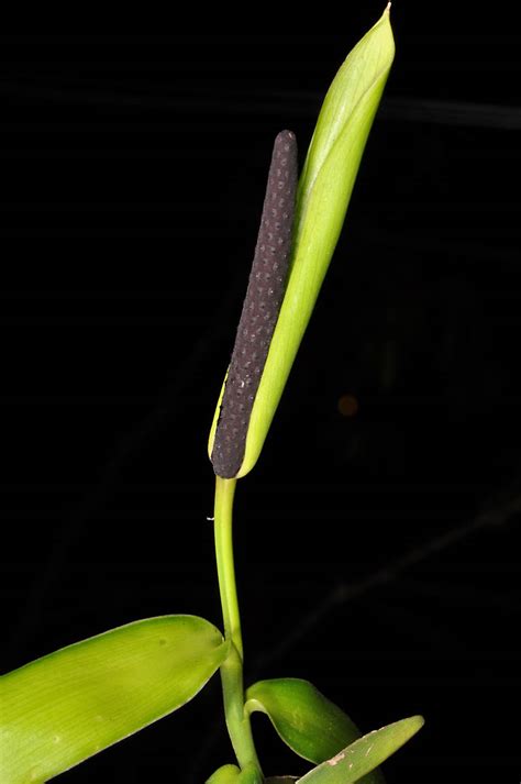 Pothos Cylindricus Araceae Image At Phytoimages Siu Edu