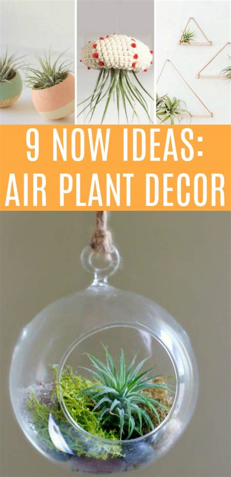 9 Now Ideas Decorate With Air Plants Make And Takes