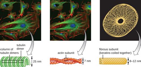 3 4 Unique Characteristics Of Eukaryotic Cells Microbiology 201