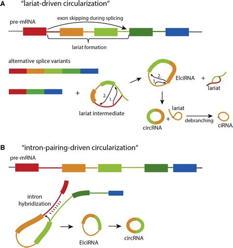 Circular Rnas A Novel Class Of Functional Rna Molecules With A