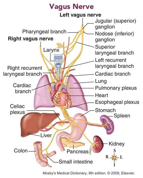 11 Symptoms Your Friend With Vagus Nerve Dysfunction Needs You To Understand | Vagus nerve ...