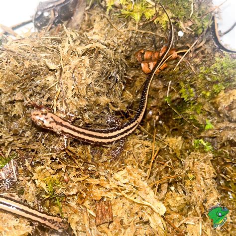 Three Lined Salamander - Strictly Reptiles