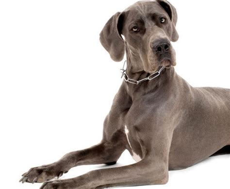 Cane alano: caratteristiche e cose da sapere