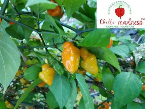 Chilli CGN Hot Attractive Pepper Sustainably Grown In Australia Seeds Chilli Madness