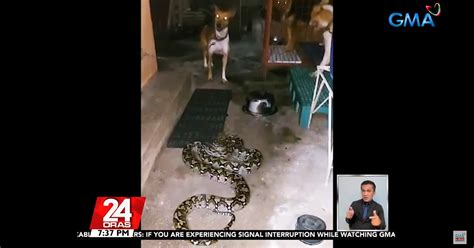 Why Do Snakes Sometimes Wander Into Houses Kuya Kim Explains Gma