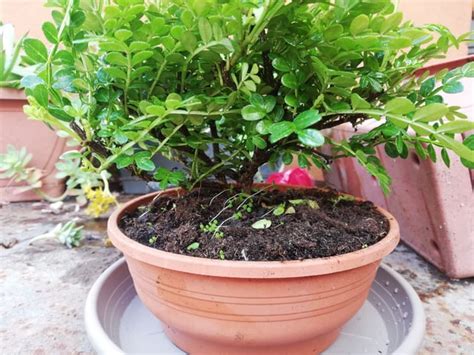 Zanthoxylum piperitum, new tree : r/Bonsai