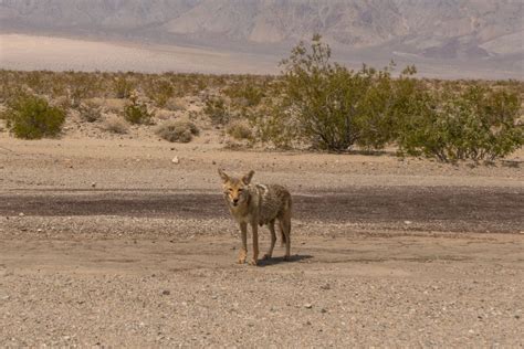 Where Do Coyotes Live? Exploring Their Dens and Habitats