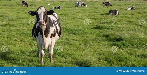 Panorama Of Dutch Holstein Zwartbont Cow Stock Photo Image Of Nature