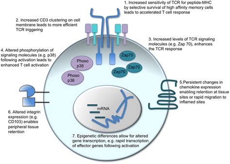 Frontiers Development And Function Of Protective And Pathologic