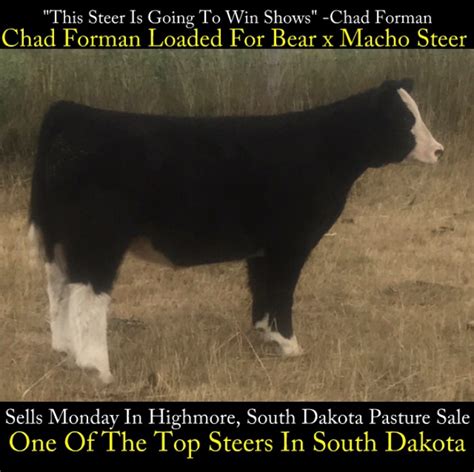 “This Steer Is Going To Win Shows!” – Matt Lautner Cattle – The Leader ...