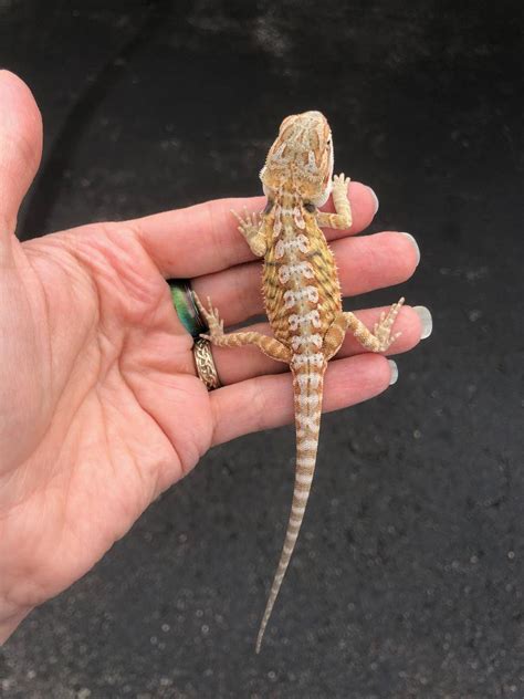 Z Out Of Stock Bearded Dragons Cb Hypo Leatherback Citrus