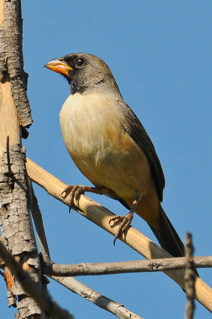 Foto Batuqueiro Saltatricula Atricollis Por Margi Moss Wiki Aves