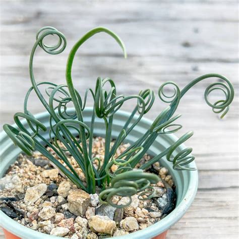 Albuca Spiralis Spirals Easy Succulents