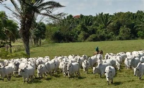 AgroAvances Bolivia Es El Quinto Productor De Ganado Bovino De