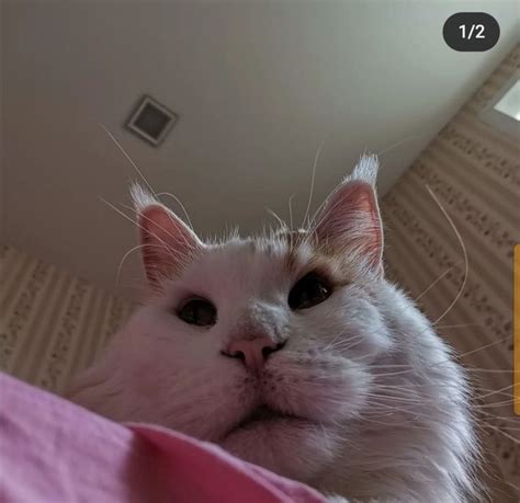 Миленький котик Мартик