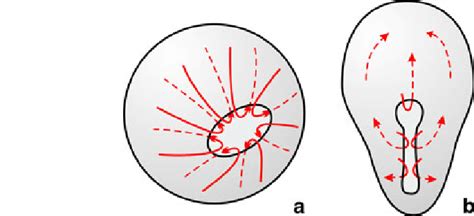 Morphogenetic Cell Movements During Gastrulation A Frog Embryo B