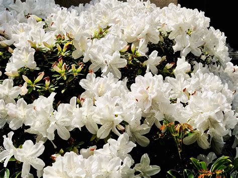 Solve White Azalea In Full Bloom Jigsaw Puzzle Online With 70 Pieces