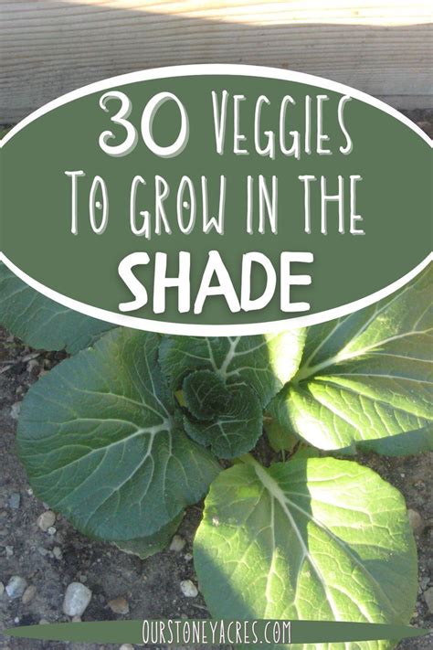 What To Grow In The Shade Artofit