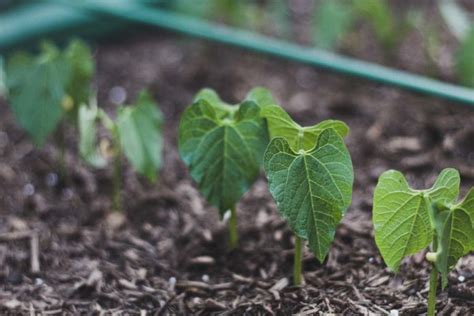 Growing Beans At Home A Full Planting Guide Agri Farming