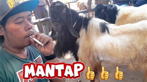 Mantapharga Kambing Hari Ini Pasar Gondang Legi Malang Youtube