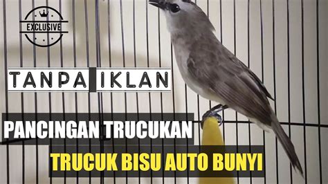 Trucukan Gacor Ropel Panjang Pancingan Agar Burung Nyaut Youtube