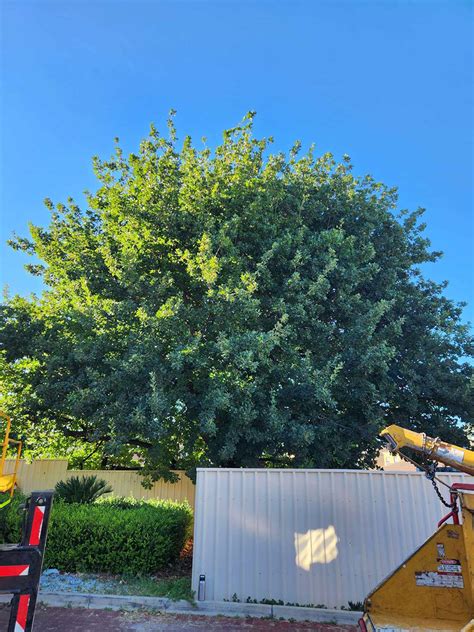 Need You Oak Tree Pruned Oak Tree Thinning In Adelaide