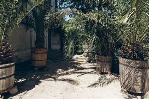 Premium Photo Greenhouse In Botanical Garden Green Plants Palms And Trees At Green House