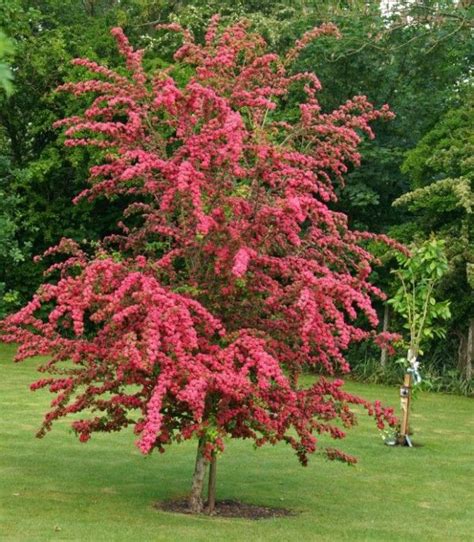 5ft Red Hawthorn Tree 9l Pot Crataegus Laevigata Pauls Scarlet £