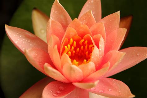 10 000 Lotus Flower Pictures And Photos In Hi Res Pixabay