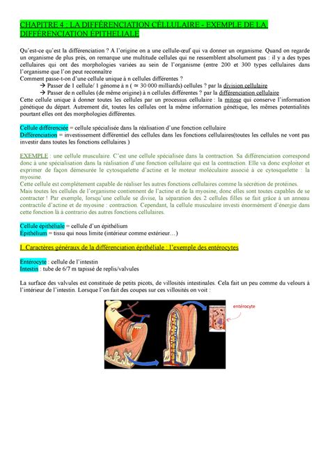 Chapitre 4 La Différenciation Cellulaire Chapitre 4 La DiffÉrenciation CÉllulaire