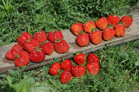Клубника Гигантелла Макси Strawberry Gigantella Maxim - купить саженцы ...
