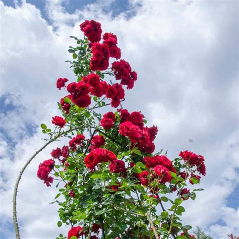 Rosal Trepador Y Sarmentoso Cosas De Rosas