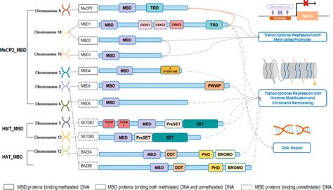 Locations Structures And Functions Of The Methyl Cpg Binding Domain