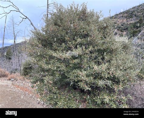 silverleaf oak quercus hypoleucoides stock photo alamy