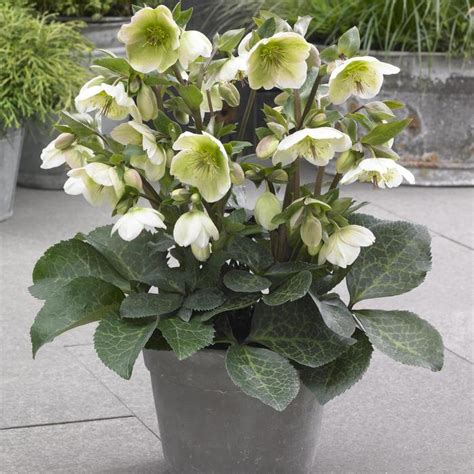 Helleborus Frostkiss® 'Molly's White' EPBRD01 Lenten Rose | Garden ...