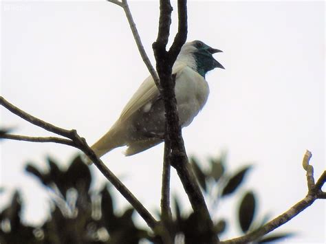 Photos Of Species Procnias Nudicollis Birdier