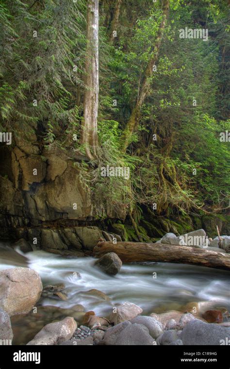 Water Cascades Through Steep Rocky Forest Ravine Along Bear Creek