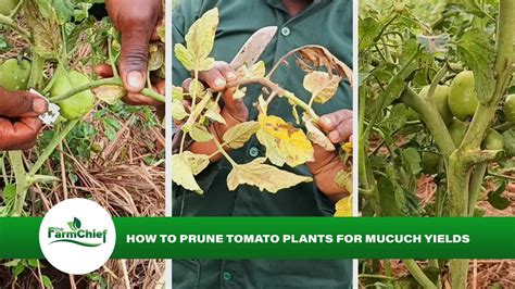 Tomato Pruning Leads To Much Yields Increases Plant Health Controls Pests And Leads To Big